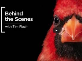 Tim Flach: Making-of "Birds"